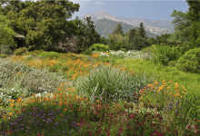 Webinar: S.B. Botanic Garden – Getting Started with California Native Plants