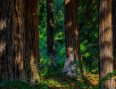 Silent Disco in the Redwoods