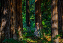 Silent Disco in the Redwoods