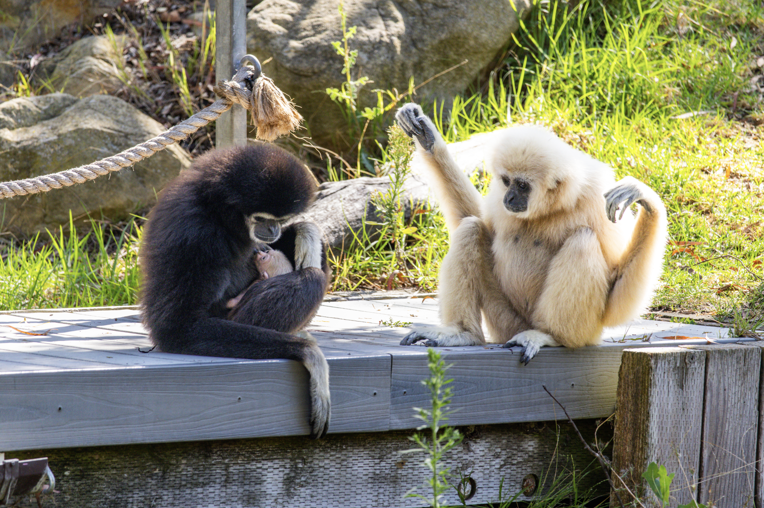 Santa Barbara Zoo's White-Handed Gibbon Gives Birth in Front of Visitors