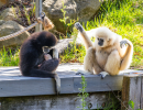 Santa Barbara Zoo’s White-Handed Gibbon Gives Birth in Front of Visitors