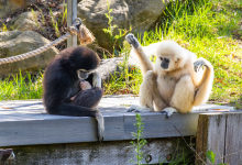 Santa Barbara Zoo’s White-Handed Gibbon Gives Birth in Front of Visitors