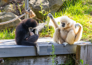 Santa Barbara Zoo’s White-Handed Gibbon Gives Birth in Front of Visitors