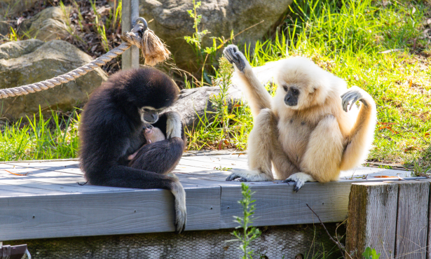 Santa Barbara Zoo’s White-Handed Gibbon Gives Birth in Front of Visitors