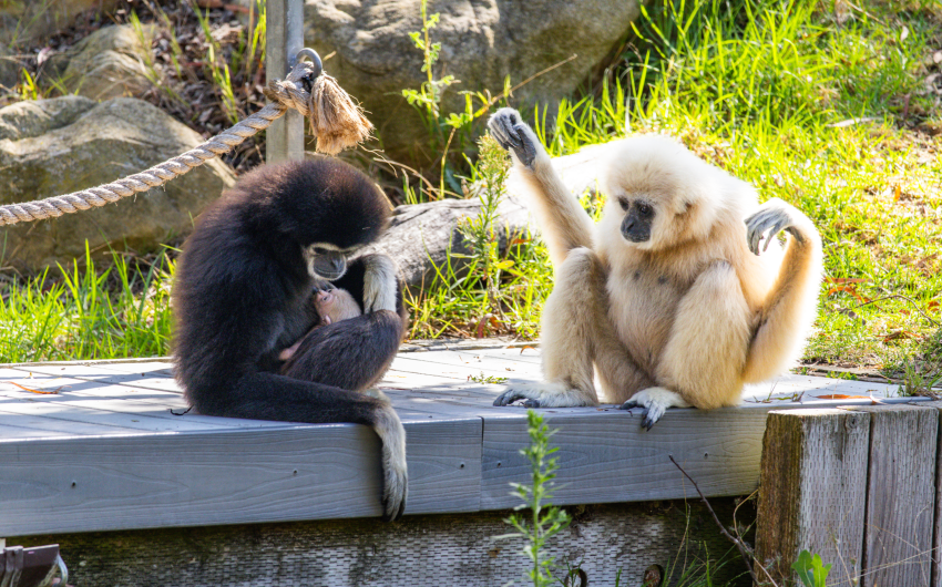 Santa Barbara Zoo’s White-Handed Gibbon Gives Birth in Front of Visitors