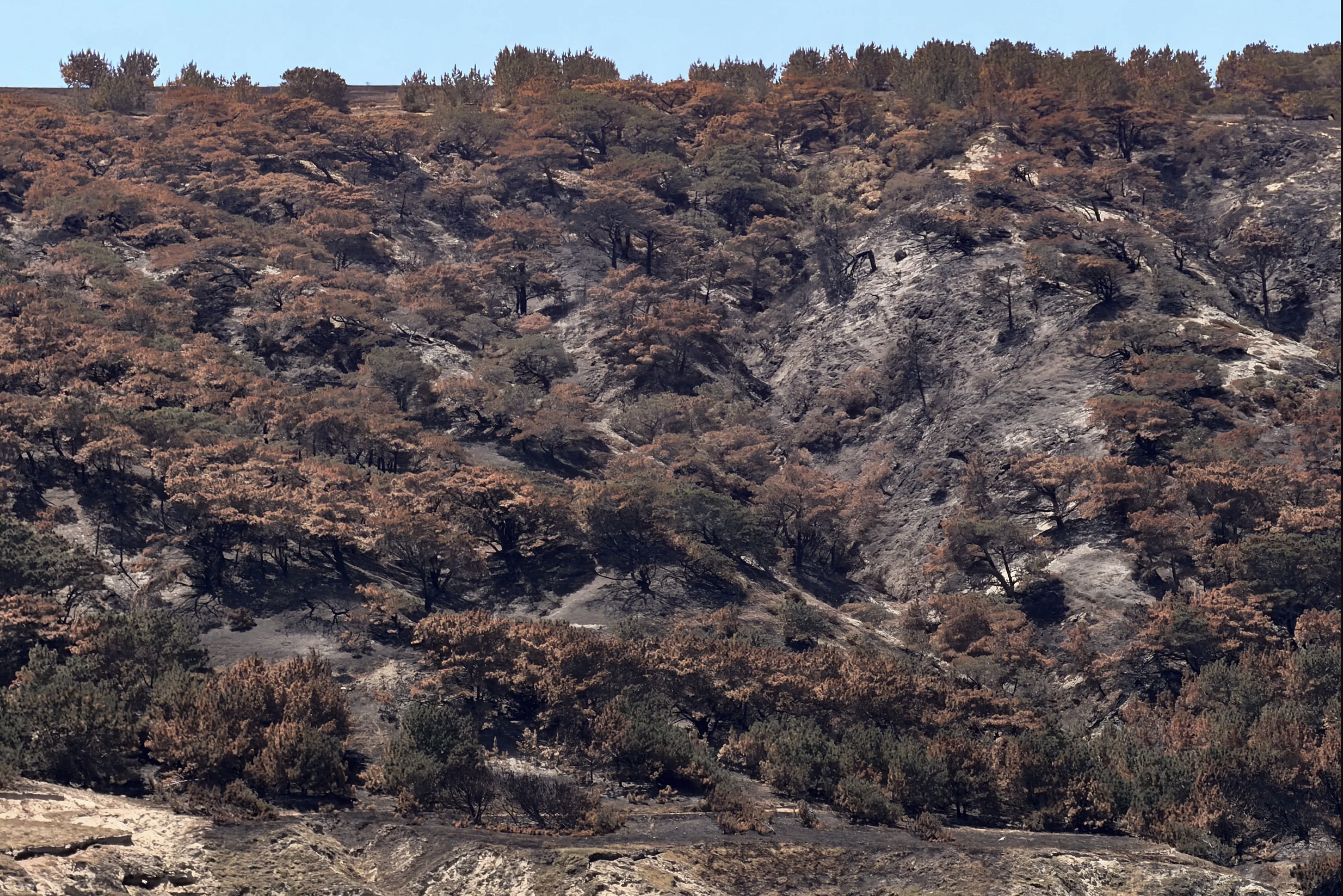Majority of Santa Rosa Island's Rare Torrey Pines Predicted to Perish