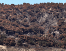 Majority of Santa Rosa Island’s Rare Torrey Pines Predicted to Perish