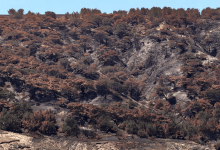 Majority of Santa Rosa Island’s Rare Torrey Pines Predicted to Perish