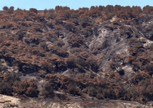 Majority of Santa Rosa Island’s Rare Torrey Pines Predicted to Perish
