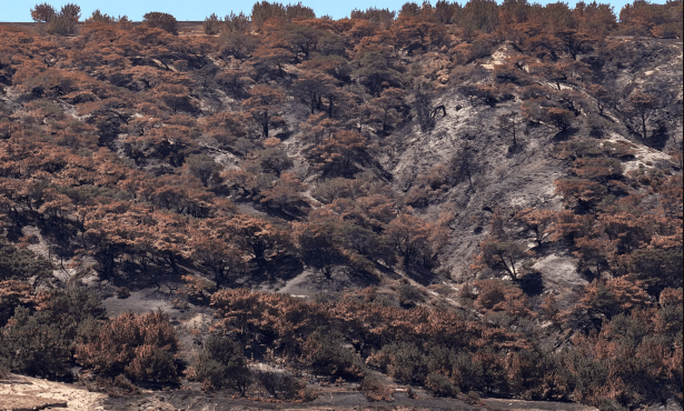 Majority of Santa Rosa Island’s Rare Torrey Pines Predicted to Perish