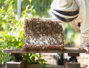 Santa Barbara County Takes First Step to Reduce Restrictions on Backyard Hives 