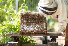 Santa Barbara County Takes First Step to Reduce Restrictions on Backyard Hives 