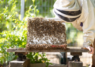 Santa Barbara County Takes First Step to Reduce Restrictions on Backyard Hives 