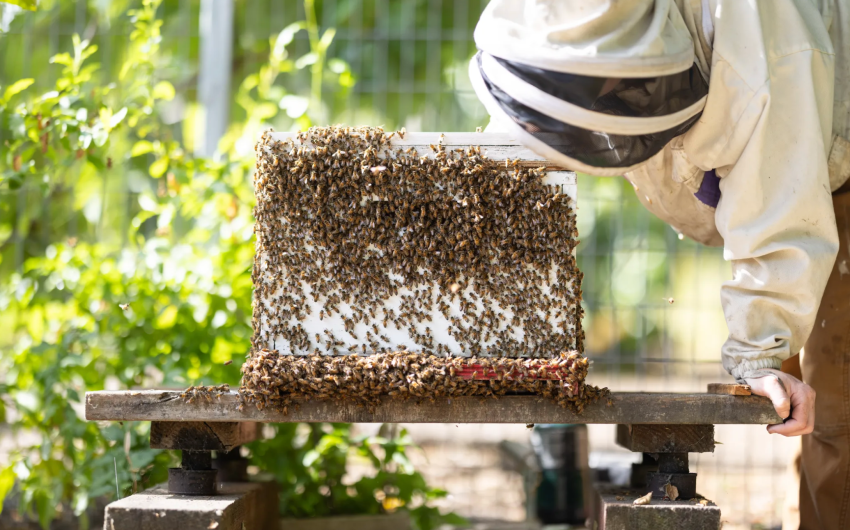 Santa Barbara County Takes First Step to Reduce Restrictions on Backyard Hives 
