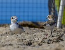 Snowy Plovers Return to the Wild — with a Little Bling