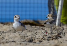 Snowy Plovers Return to the Wild — with a Little Bling