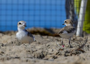Snowy Plovers Return to the Wild — with a Little Bling