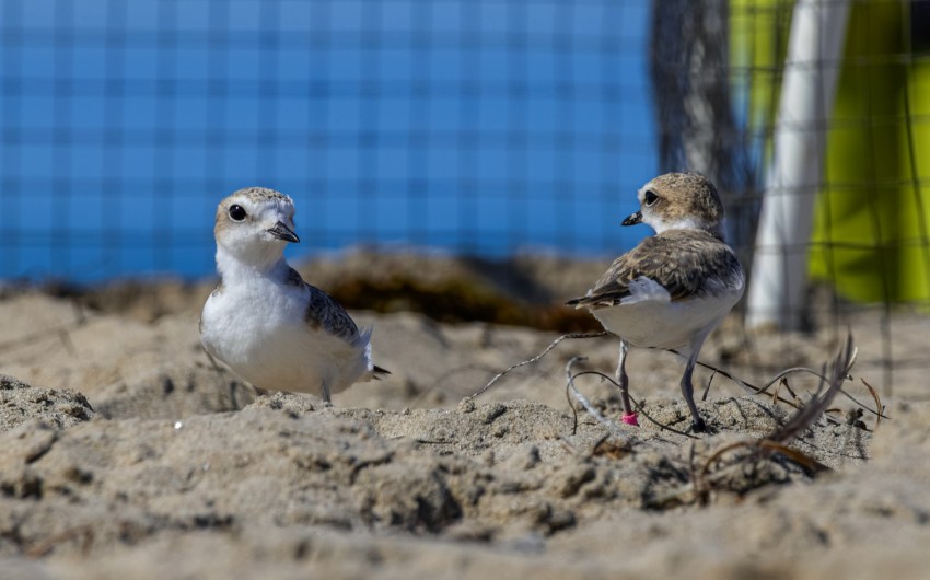 Snowy Plovers Return to the Wild — with a Little Bling