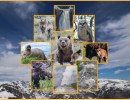 “Nature’s Mosaic: Yellowstone” Discussion with Russ Lewin and Gerry Lewin
