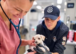 C.A.R.E.4Paws Urges Preventive Care for Central Coast Pets