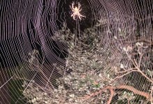 The Spider
