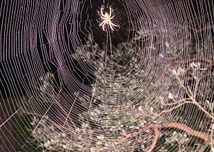 The Spider