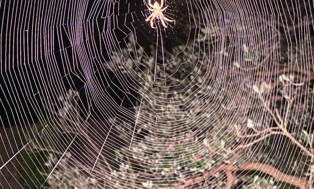 The Spider