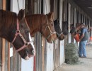 Equine Evac and Earl Warren Showgrounds Reach a Rental Agreement
