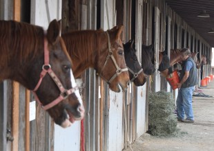Equine Evac and Earl Warren Showgrounds Reach a Rental Agreement