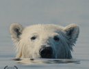 Wild and Free Film Festival 2026