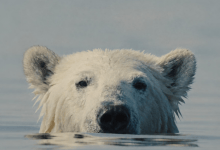 Wild and Free Film Festival 2026