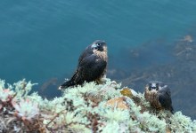 Channel Islands Falcons Face an Uncertain Future