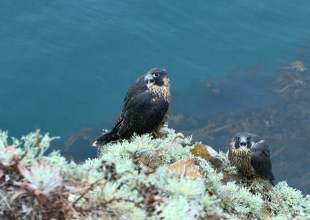 Channel Islands Falcons Face an Uncertain Future