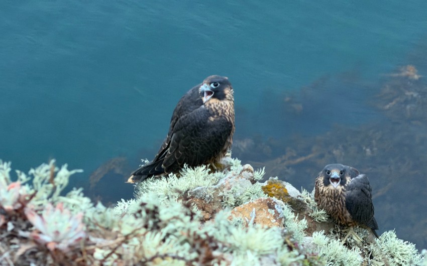 Channel Islands Falcons Face an Uncertain Future
