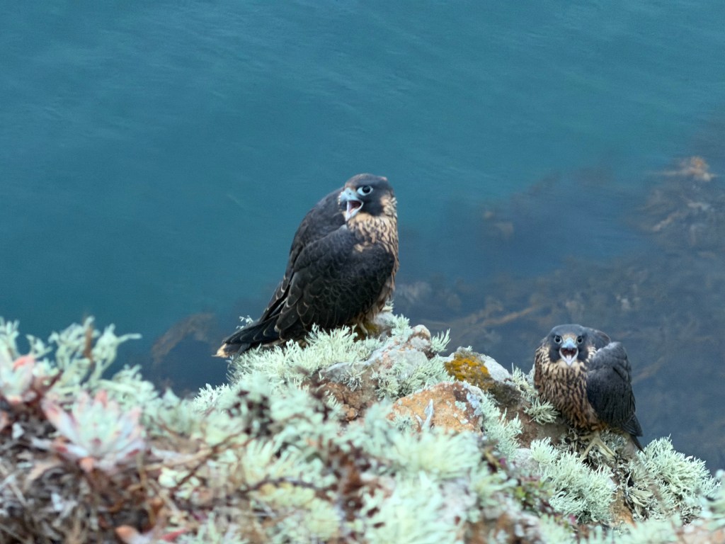 Channel Islands Falcons Face an Uncertain Future - The Santa Barbara ...
