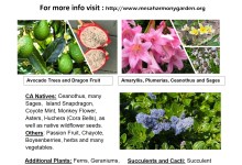 Mesa Harmony Garden Fall Plant Sale Continues…