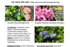 Mesa Harmony Garden Fall Plant Sale Continues…