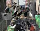 Santa Barbara County Animal Services Looks for Foster Homes after Seizing 300 Birds, 21 Dogs in Santa Maria 