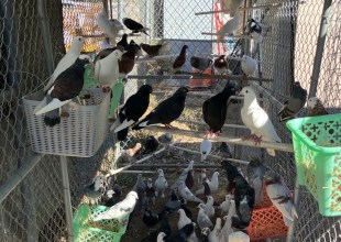 Santa Barbara County Animal Services Looks for Foster Homes after Seizing 300 Birds, 21 Dogs in Santa Maria 