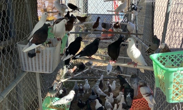 Santa Barbara County Animal Services Looks for Foster Homes after Seizing 300 Birds, 21 Dogs in Santa Maria 