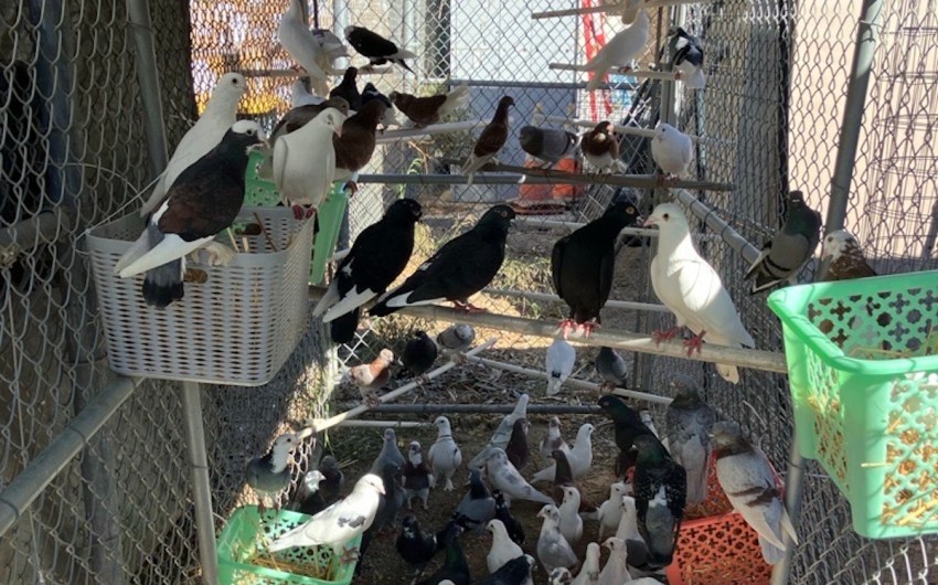 Santa Barbara County Animal Services Looks for Foster Homes after Seizing 300 Birds, 21 Dogs in Santa Maria 