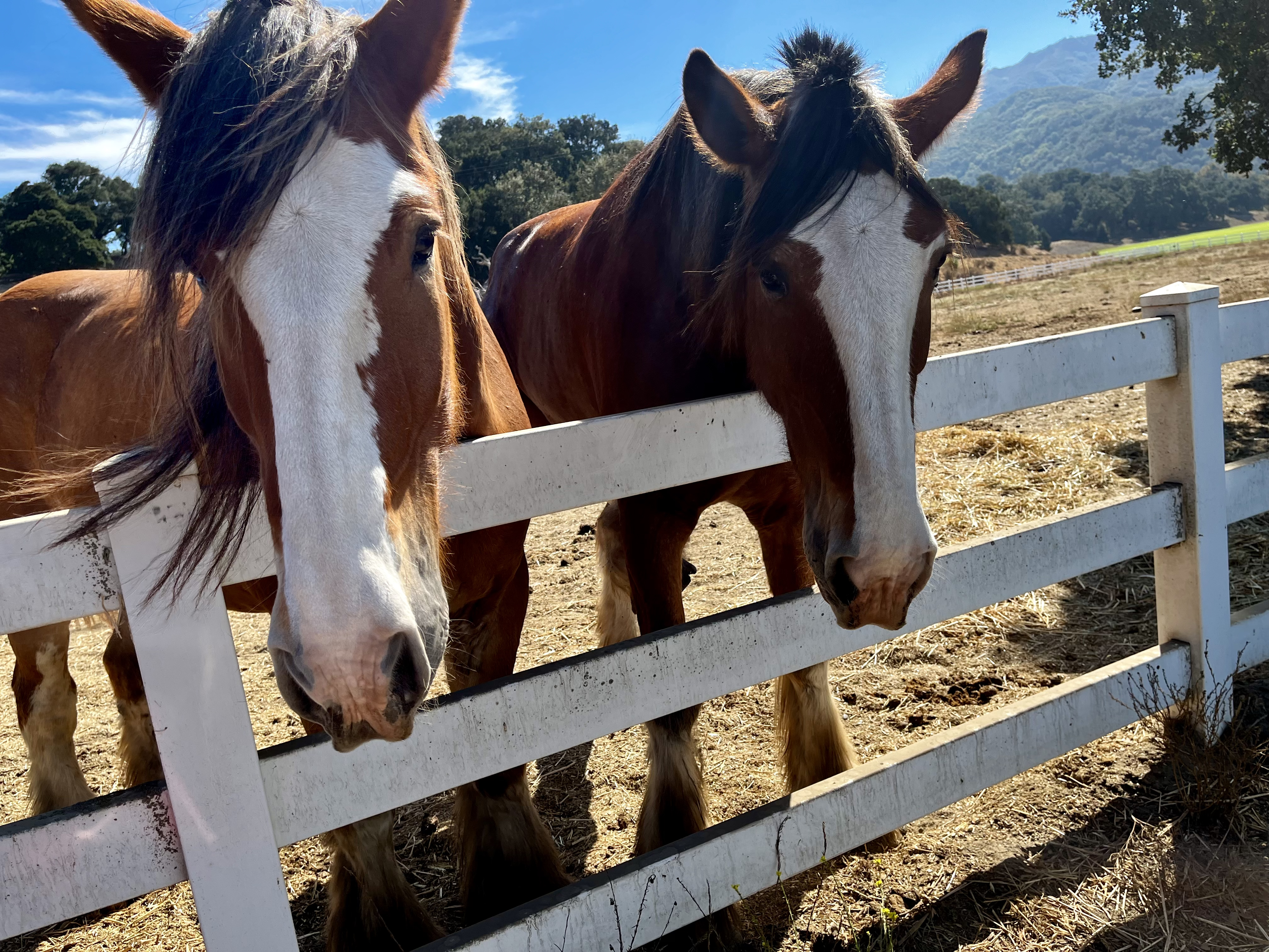 independent.com - Leslie Dinaberg - Large Exotic Animals Meet Small Batch Wines at Folded Hills in Gaviota