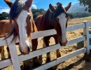 Large Exotic Animals Meet Small Batch Wines at Folded Hills in Gaviota