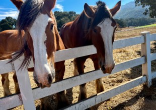 Large Exotic Animals Meet Small Batch Wines at Folded Hills in Gaviota