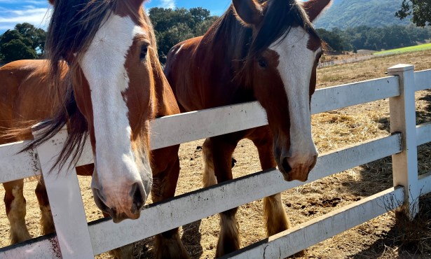 Large Exotic Animals Meet Small Batch Wines at Folded Hills in Gaviota