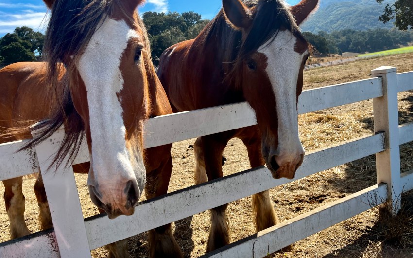 Large Exotic Animals Meet Small Batch Wines at Folded Hills in Gaviota