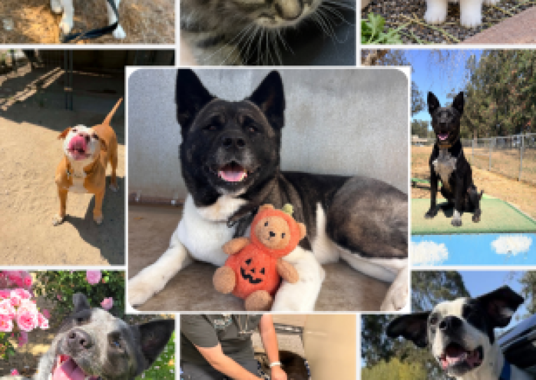 County Animal Services Honors Veterans and Celebrates National Adoption Week