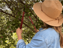 Pruning California Native Plants