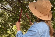 Pruning California Native Plants