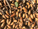 Pathfinders: From Acorns to Oaks